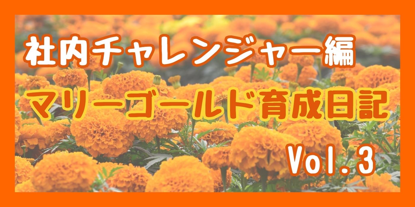 アフリカンマリーゴールド育成日記 社内チャレンジャー編 Vol.3⑨