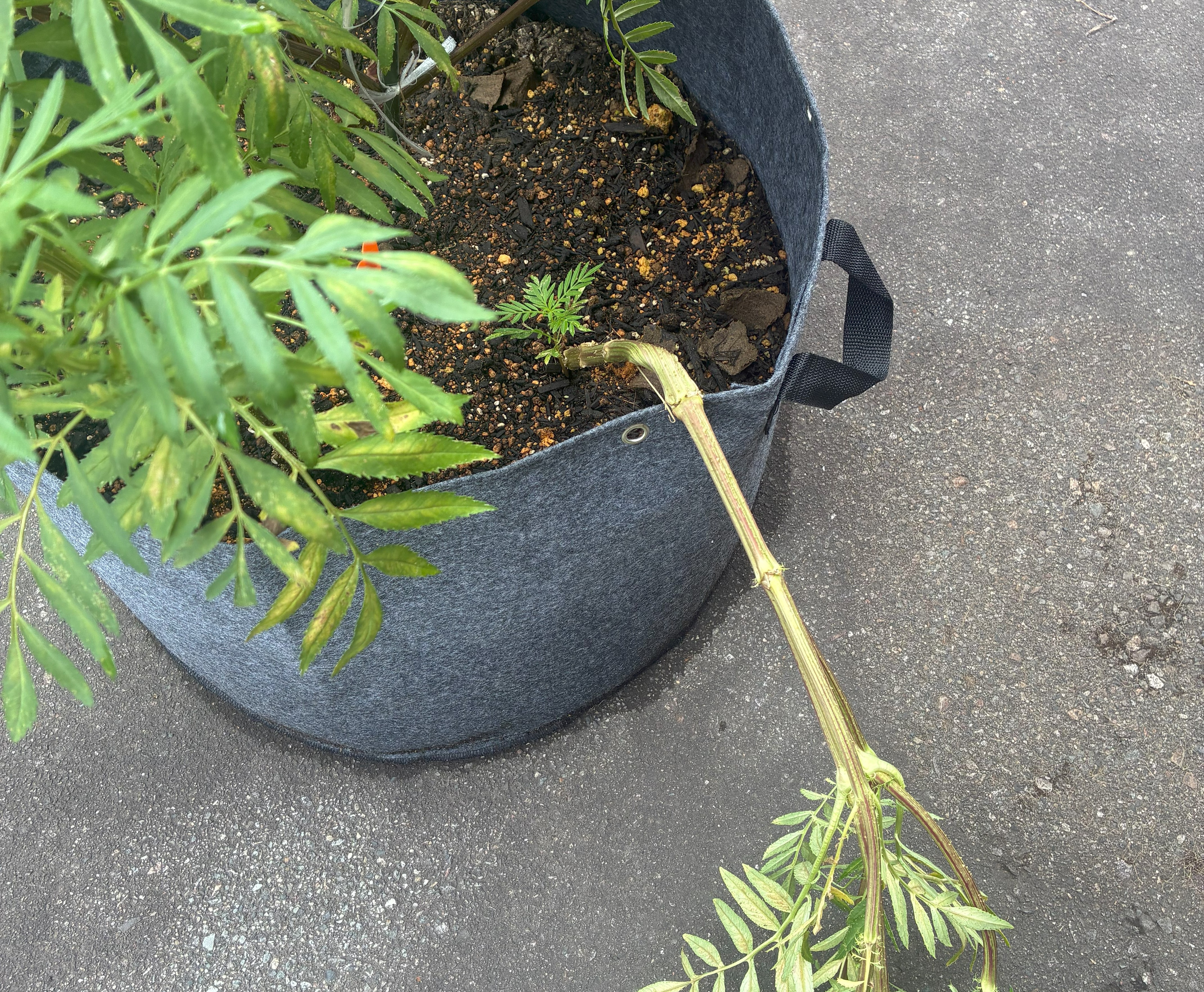 【ご参加のお礼】スーパー・ルテインの種まきチャレンジ⑦