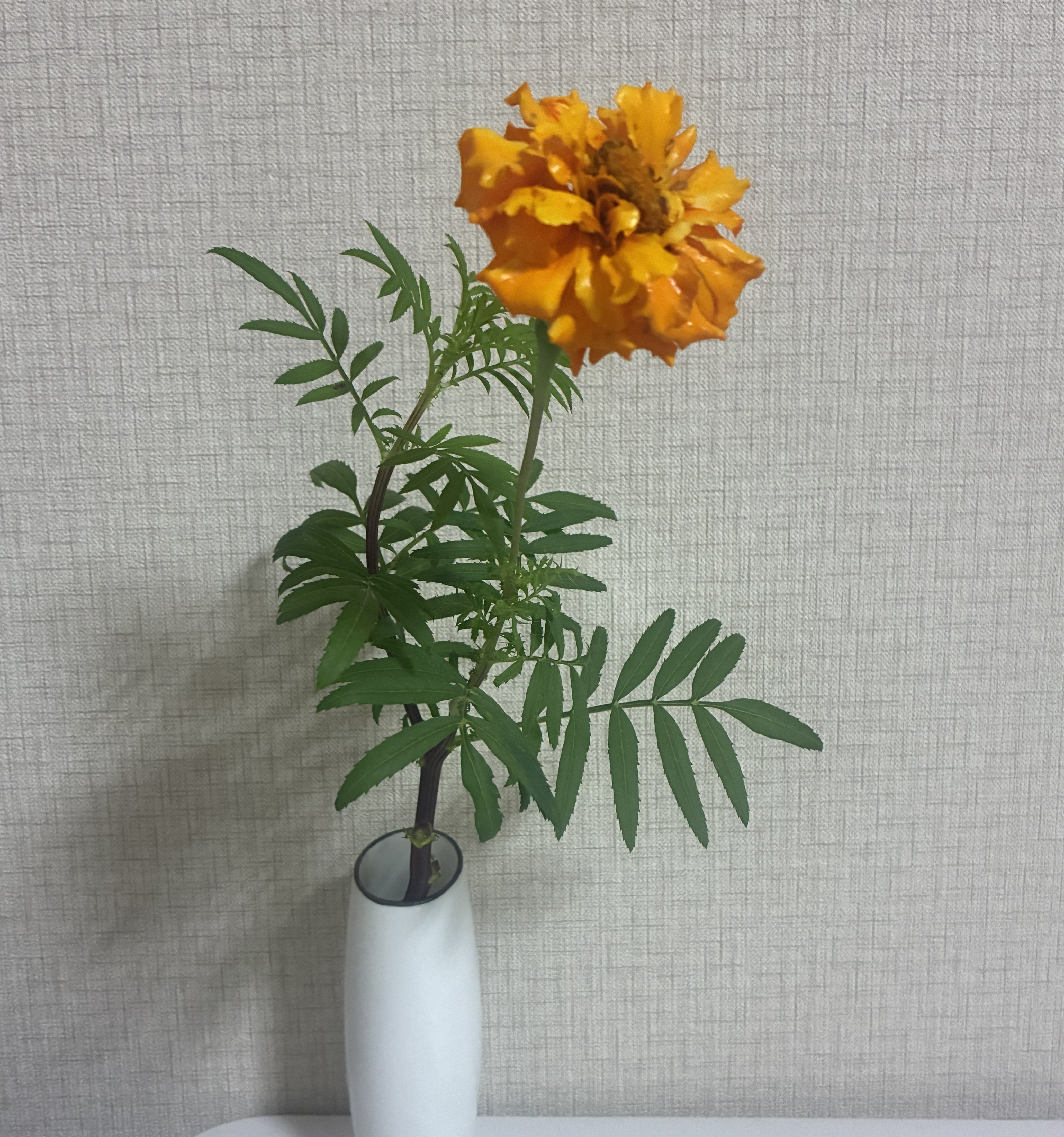 【ご参加のお礼】スーパー・ルテインの種まきチャレンジ⑧