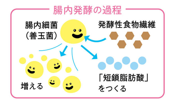 いま話題の“発酵性食物繊維”とは？