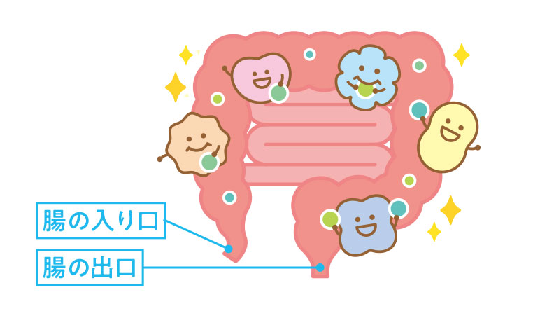 いま話題の“発酵性食物繊維”とは？
